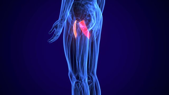 3D gluteus medius and minimus human upper leg anatomy or anatomical and muscle 