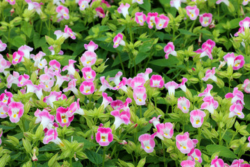 Fototapeta premium pretty flowers blooming in the garden