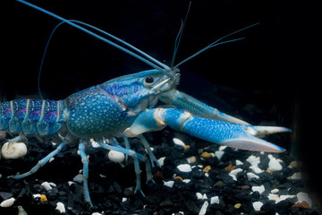 Freshwater lobster Blue color, reproductive age, used as food And in a mixed business. It was in the water dispenser on the ground floor with white and black stones. And the background is dark.