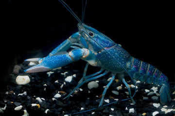 Freshwater lobster Blue color, reproductive age, used as food And in a mixed business. It was in the water dispenser on the ground floor with white and black stones. And the background is dark.