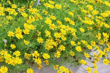 Yellow cosmos flowers in the park background