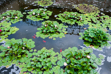 Botanical Garden of Vladivostok, fish pond