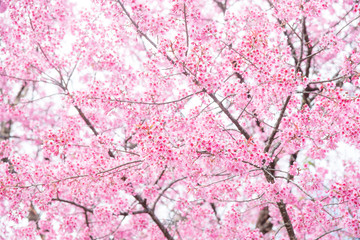Beautiful Wild Himalayan Cherry (Prunus cerasoides) at Doi Inthanon, Chiang Mai, Thailand.