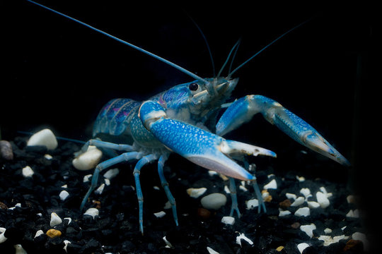 Freshwater lobster Blue color, reproductive age, used as food And in a mixed business. It was in the water dispenser on the ground floor with white and black stones. And the background is dark.