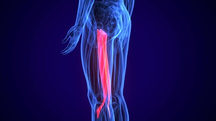 3D gluteus medius and minimus human upper leg anatomy or anatomical and muscle 