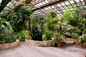 Botanical Garden of Vladivostok,  interior of   greenhouse with plants