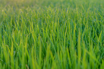 Close up fresh green leaves with drops of dew.