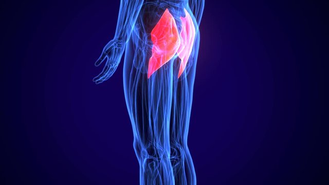 3D gluteus medius and minimus human upper leg anatomy or anatomical and muscle 