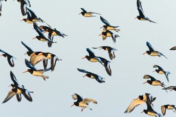 ミヤコドリの群れ