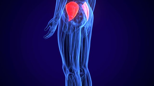 3D gluteus medius and minimus human upper leg anatomy or anatomical and muscle 