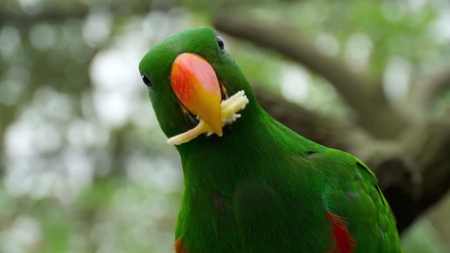 Eclectus parrot eat sugar cane