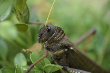 Langosta