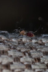 A mosquito is an animal that brings dengue fever