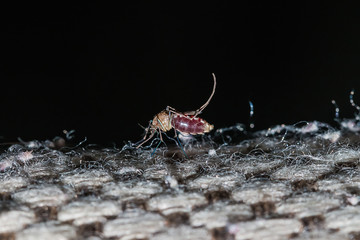 A mosquito is an animal that brings dengue fever