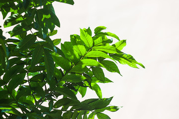 green leaves on white background