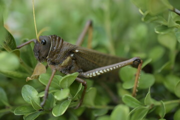 Langosta