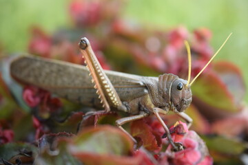 Langosta