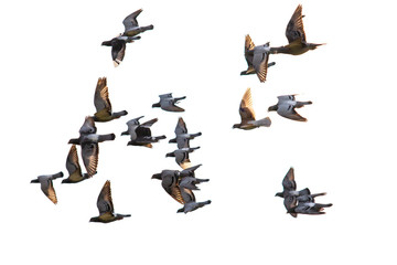 flying flock of speed racing pigeon isolate white background