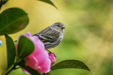 A finch (pine siskin) rests on a rhododendron flower and surveys the scene