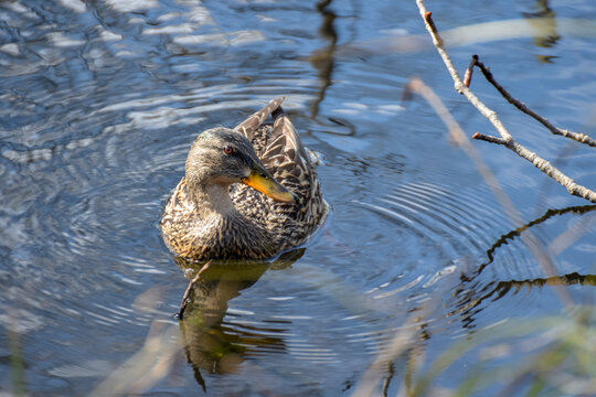 A female mallard duck eyes you while floating in a rippling lake