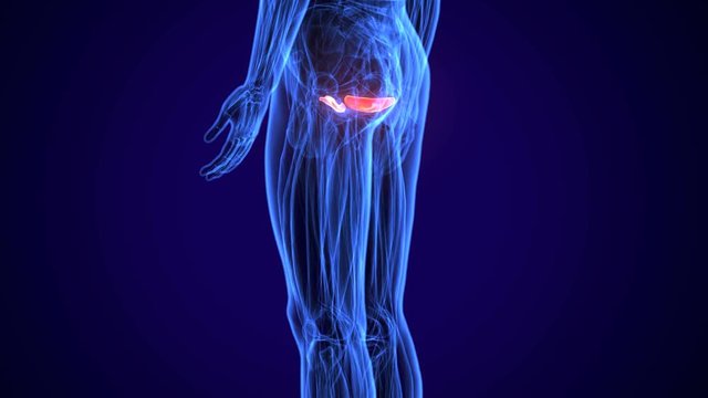 3D gluteus medius and minimus human upper leg anatomy or anatomical and muscle 