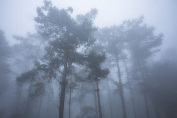 Naklejka premium fog in the forest