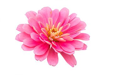 beautiful chrysanthemum flower