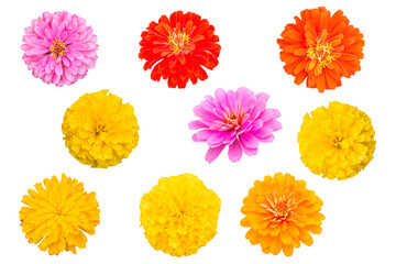 beautiful Marigold flower