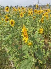 Sunflowers Yellow Flowers Garden Landscape Birdseed Seeds
