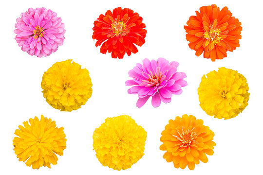 Fototapeta beautiful Marigold flower