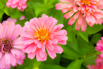 Obraz premium beautiful chrysanthemum flower