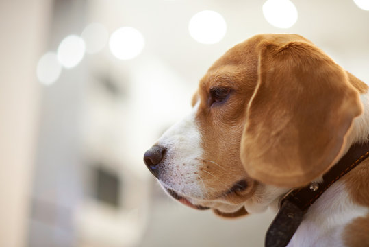 Headshot portrait of beagle dog