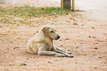 the roadside dog