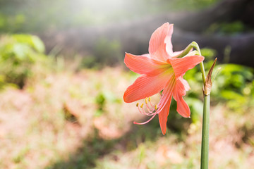  Hippeastrum johnsonii Bury with blur background