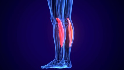 3d rendered, medically accurate illustration of the tibialis anterior
