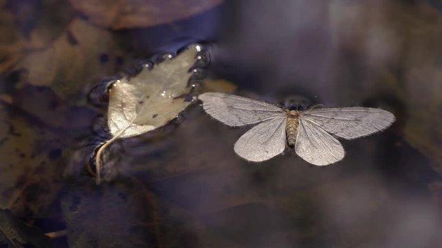 Dead moth floating on water surface