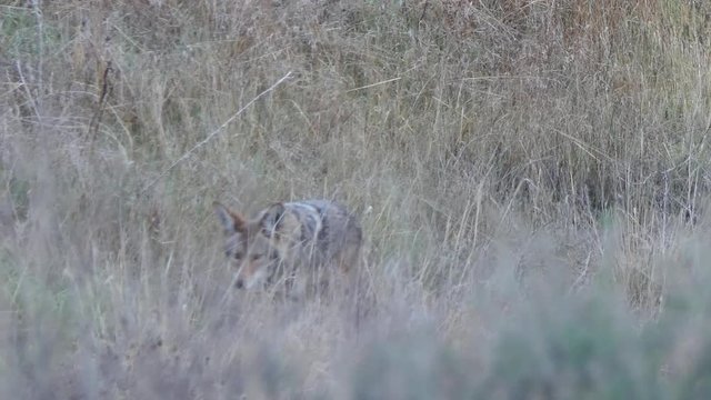 California Coyote walking through field at Santa Susana Pass State Historic Park in the San Fernando Valley.
