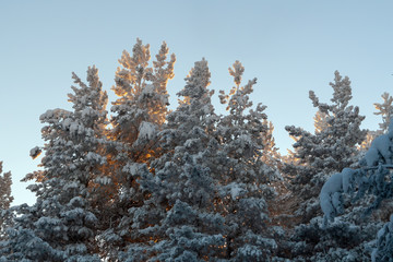Pine forest in winter.