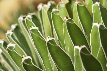 Agave victoriae-reginae, Queen Victoria Agave or Golden Princess.