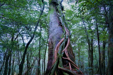 Obraz premium Yakushima