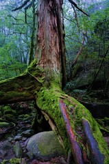 Yakushima