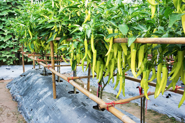 Fototapeta premium Close up chili farming. Green chili at farm background