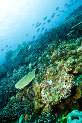 Dive Halmahera Maluku Scuba Bali Bunaken