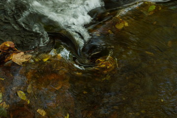 stream in the forest