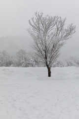 tree and snow shirakawa-go location in Japan