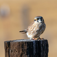 American Kestrel close up on a fence post with copy space.