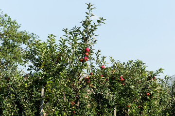 Bright red apples growing on orchard tree during the summer months.
