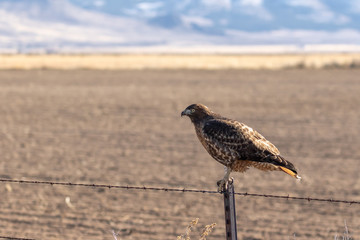 Red tail Hawk perched on a fence post with copy space.