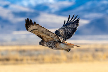 Large hawk in flight close up.