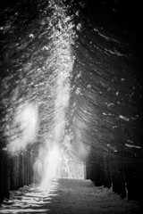 Winter forest in the countryside. South Butovo. Moscow. Russia